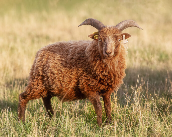 Ouessant Schaf